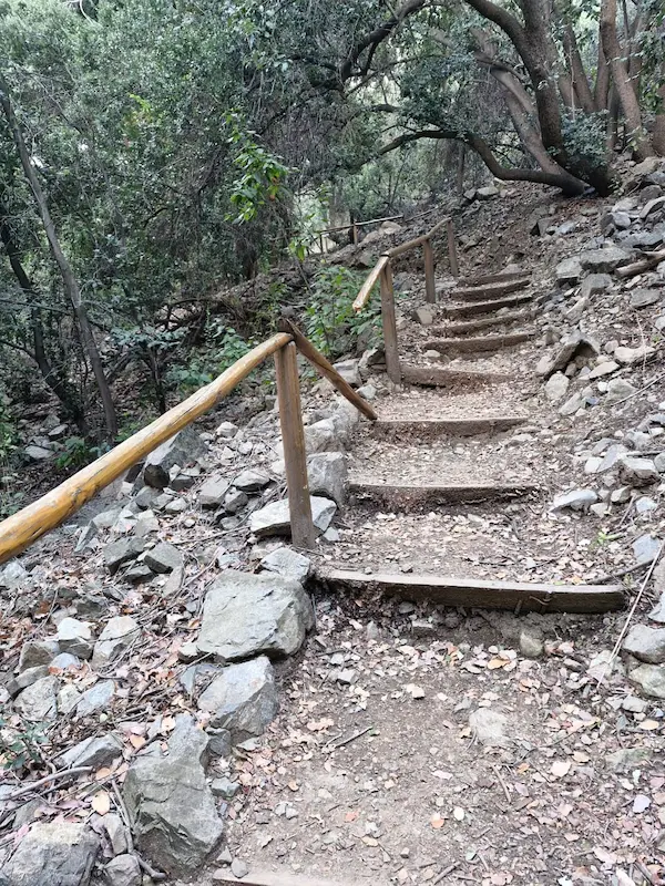 Sendero Bosque de Peumos